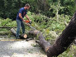 Best Tree Preservation Services  in Hutchison, VA