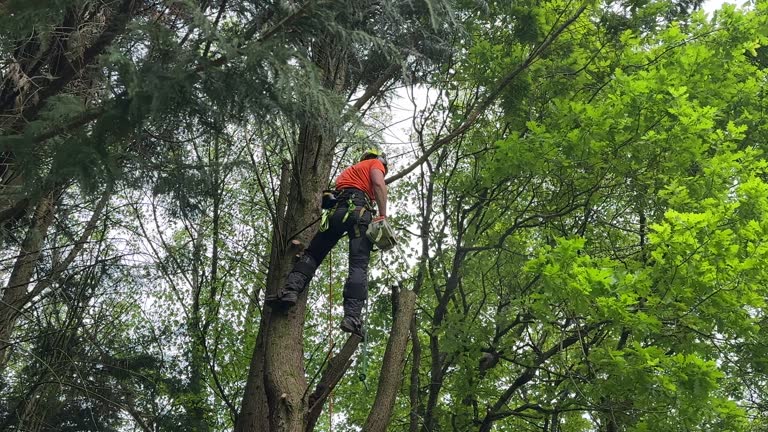 Professional Tree Removal in Hutchison, VA