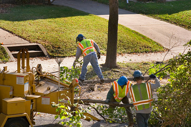 Best Tree Risk Assessment  in Hutchison, VA