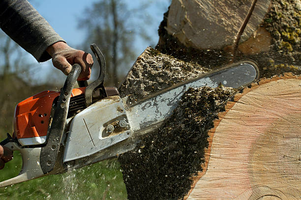 Reliable Hutchison, VA Tree Removal Solutions